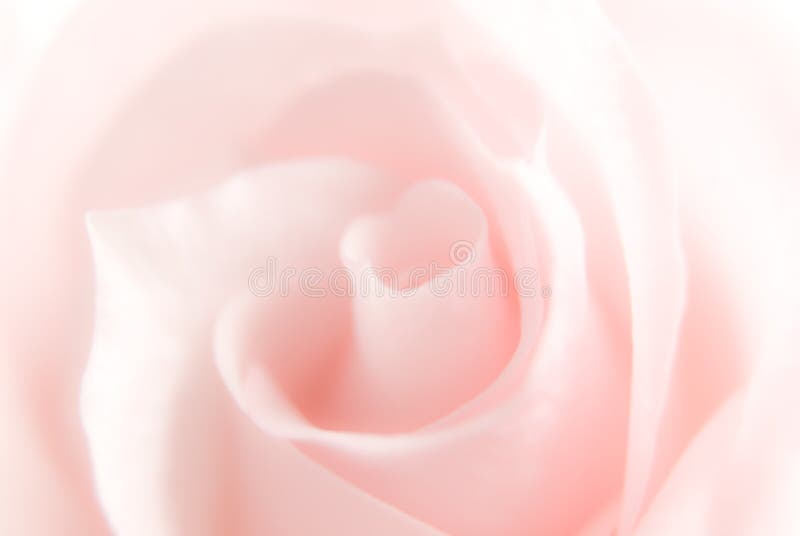 Pink rose stock image