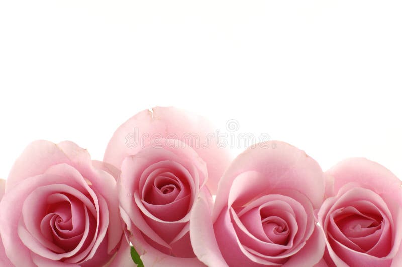 Pink rose