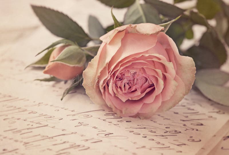 Pink vintage rose stock photo. Image of floral, canvas 25214852
