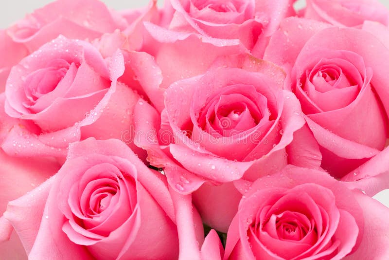 Beautiful Pink Roses and Gypsophila (Baby S-breath Flowers) Stock Image ...