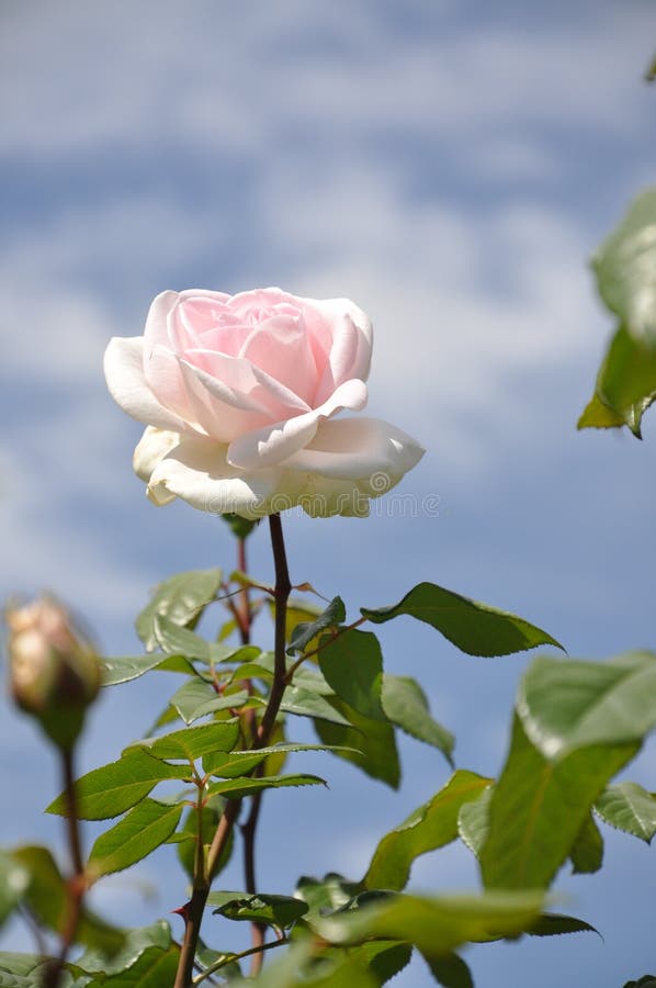 Roses stock photo. Image of aroma, freshness, grow, garden - 19071532