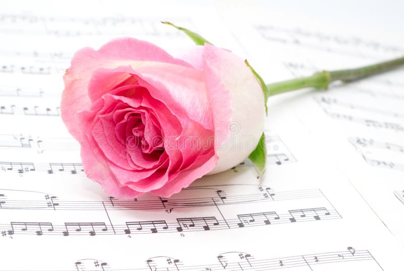 207 Pink Rose Sheet Music Photos Free & RoyaltyFree Stock Photos