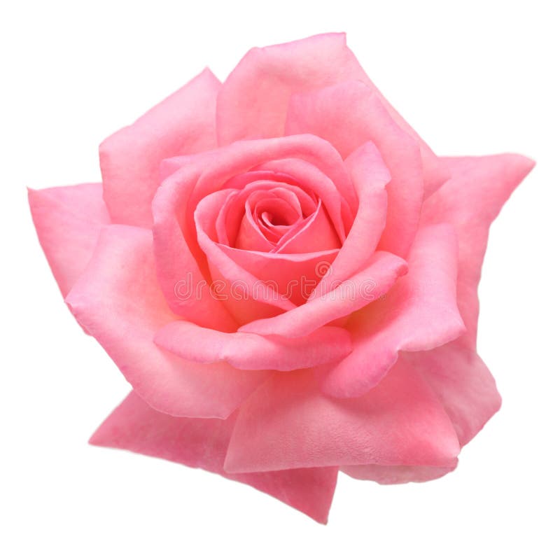 Pink rose arkivfoton