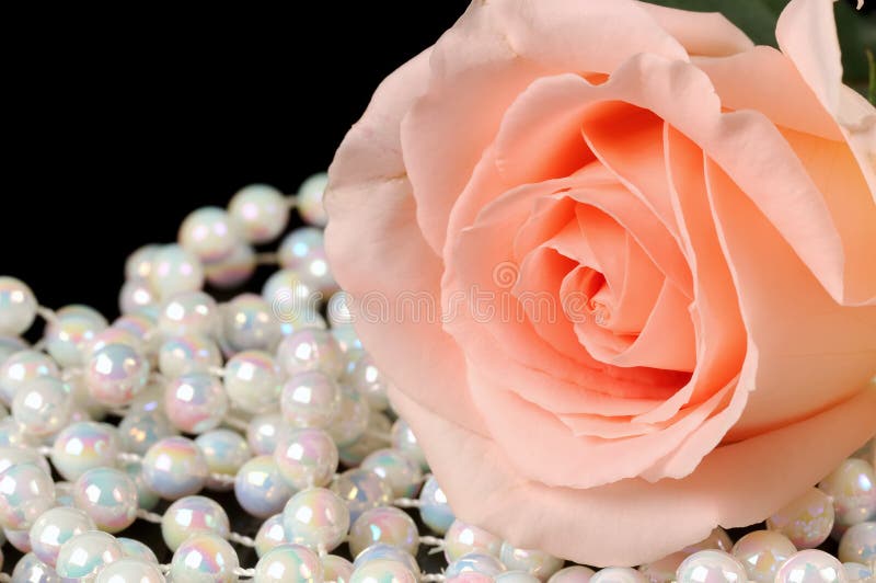 2,333 Pink Rose Pearls Stock Photos Free & RoyaltyFree Stock Photos