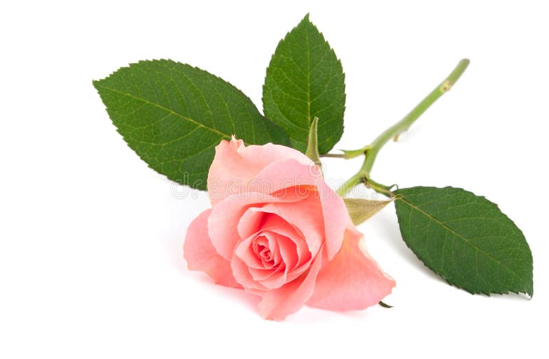 Pink rose royaltyfri foto