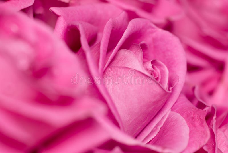 Upside Down Rose stock photo. Image of blooming, pretty 2318124