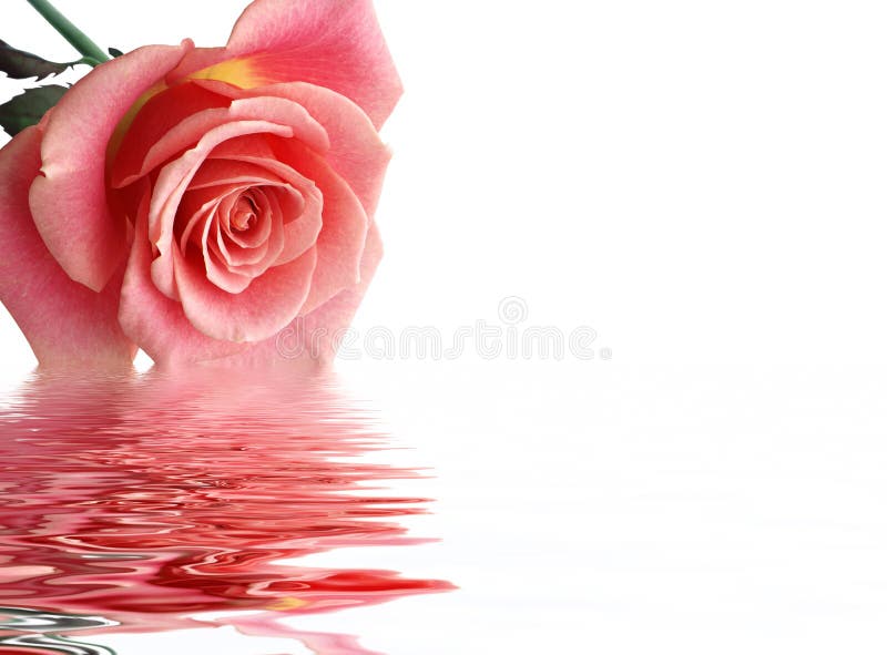 1,554,174 Rose Stock Photos - Free & Royalty-Free Stock Photos from ...