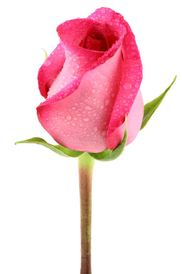 Pink rose stock photography