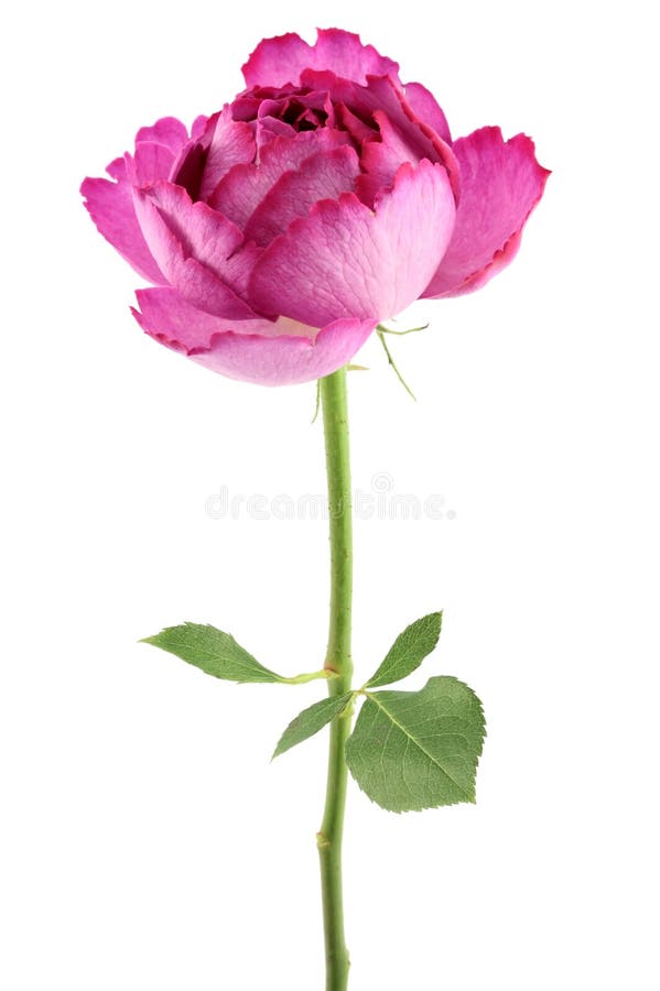 Pink rose royalty free stock photos