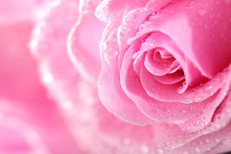 Pink rose stock photo