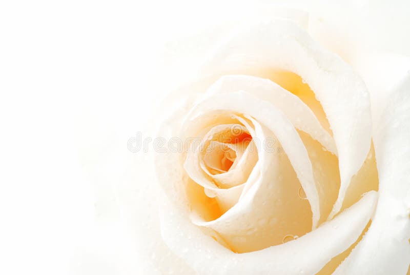 Pink rose petals stock image. Image of fresh, pastel, natural - 4302733