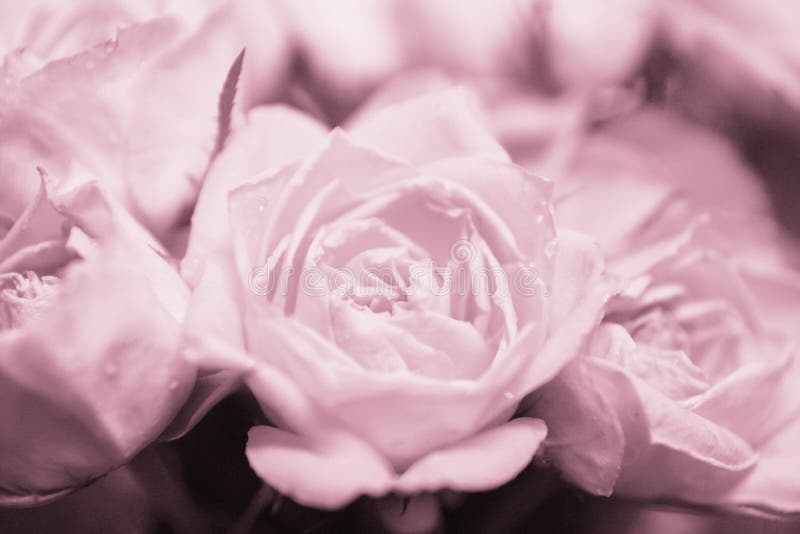 Pink rose background stock photos