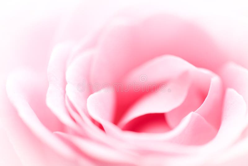 Pink Rose Background royalty free stock photos