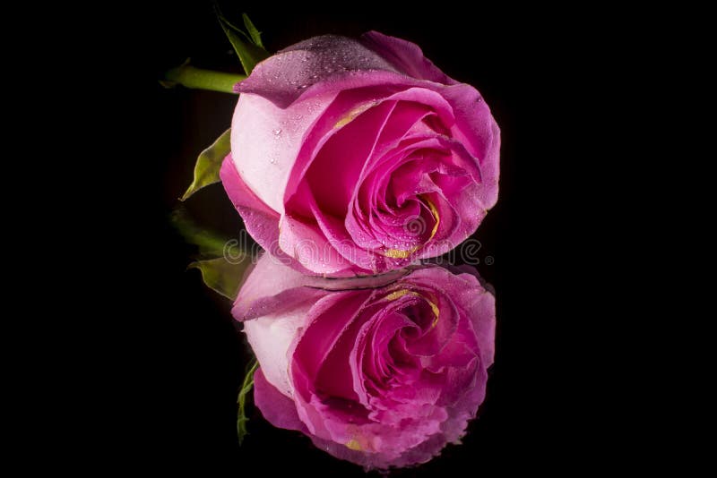 Pink rose stock photo. Image of drop, beautiful, celebration - 68104900