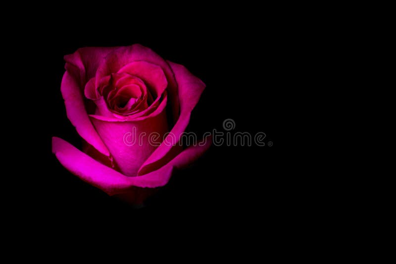 Pink Rose on Black Background Stock Image - Image of blue, nature