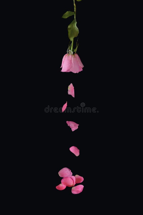 Pink rose petals falling on black background on Craiyon