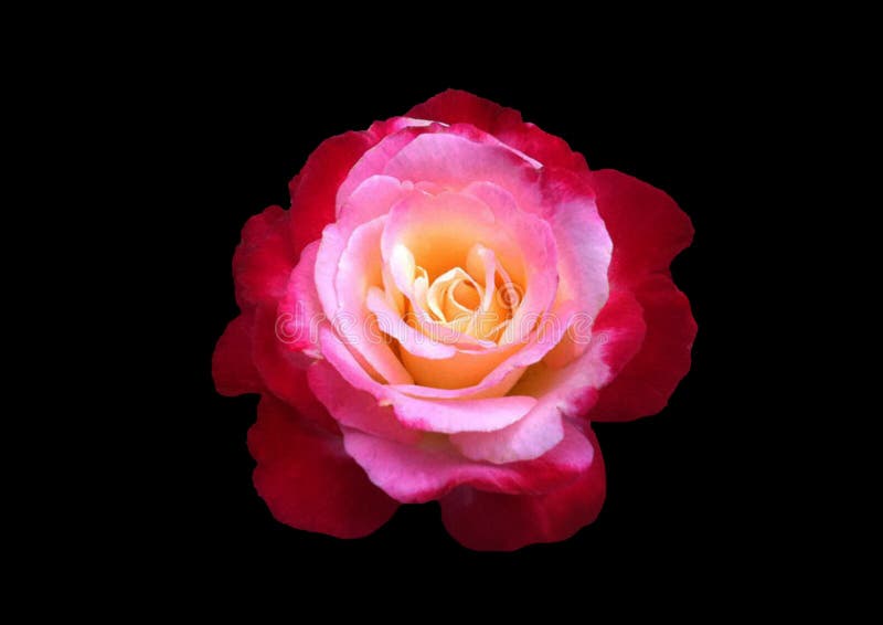 Pink Rose on Black Background Stock Photo - Image of roses, beautiful