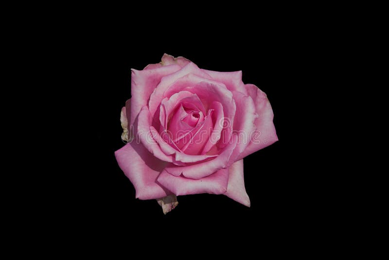 Pink Rose On Black Background Stock Photo - Image of flora, love: 115350500