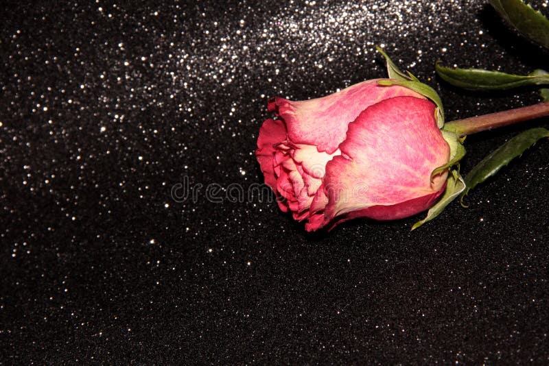 Pink Rose on a Black Shiny Background Stock Photo - Image of highlights