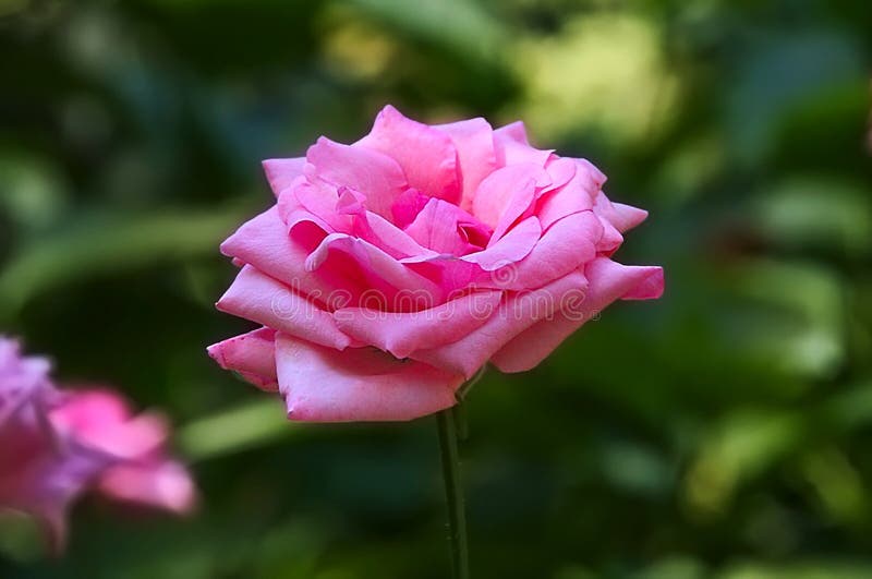 Pink rose blooming stock photo. Image of single, garden 81729606