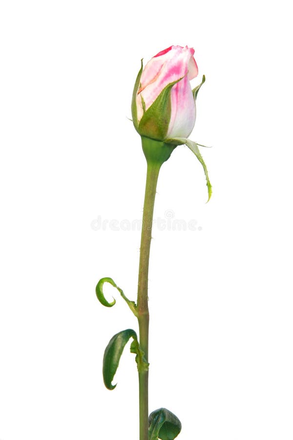 Pink rose bud