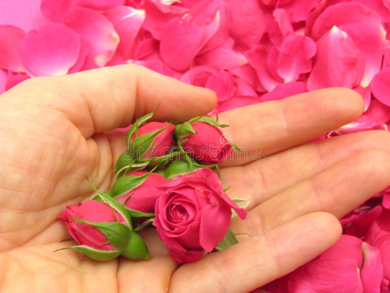Pink Rose Buds in an Open Hand Stock Photo Image of pink, flower 9826420