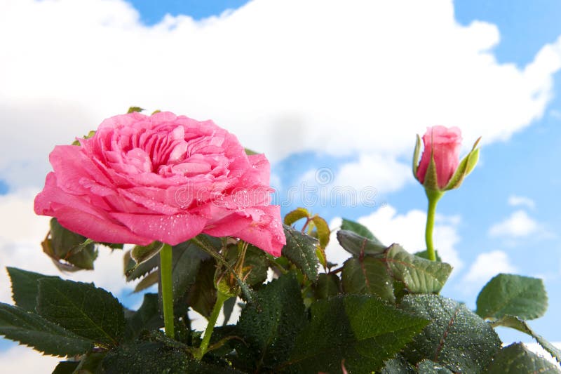 Pink rose bush