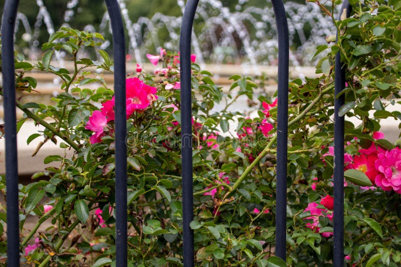 Pink rose bush behind and iron fence royalty free stock images Pink rose bush behind and iron fence royalty free stock images