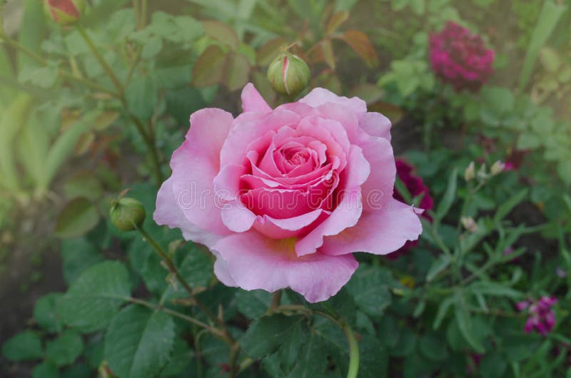 English rose фуксия фото