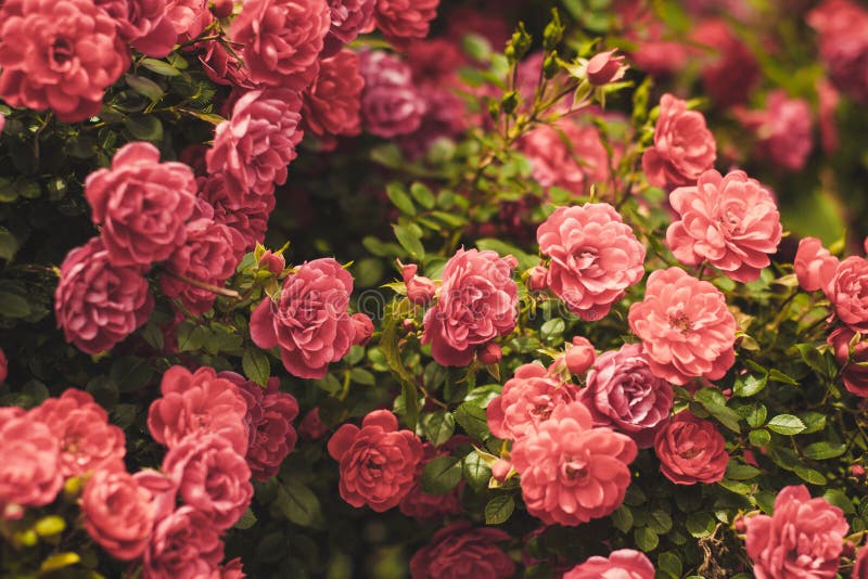 Pink Rose Bushes Blooming Garden Summer