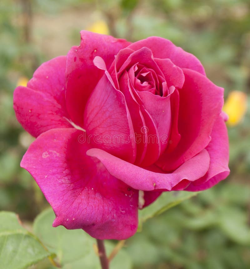 sea of roses wallpapepr sea of roses wallpapepr