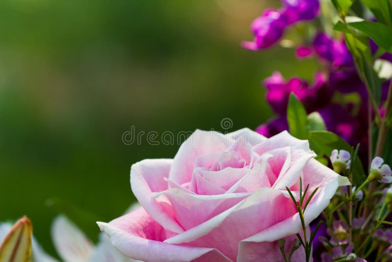 Pink rose