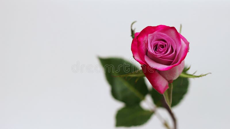 Pink rose closeup. Selective focus. Congratulations on your birthday, March 8 or Women& x27;s day. Space to insert text