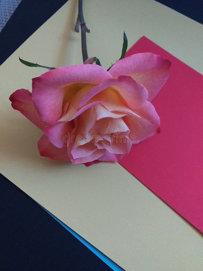 Pink Rose on coloured backgrounds stock photography