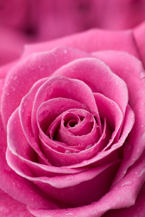 15,666 Pink Rose Petals Rose Water Stock Photos Free & RoyaltyFree