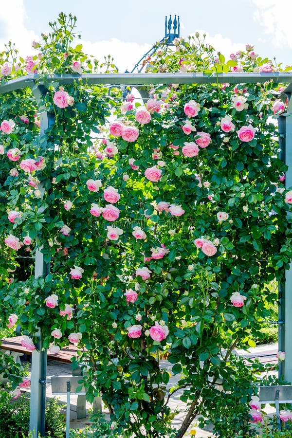 Pink rose Eden climbing along the base of arbor in garden stock photo Pink rose Eden climbing along the base of arbor in garden stock photo