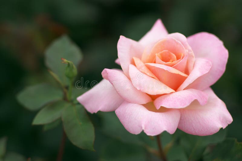Claro rosa el gran rosas flor en el jardín.