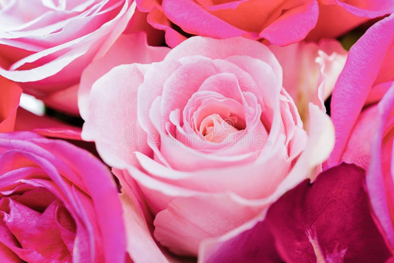 Pink rose flower bouquet background