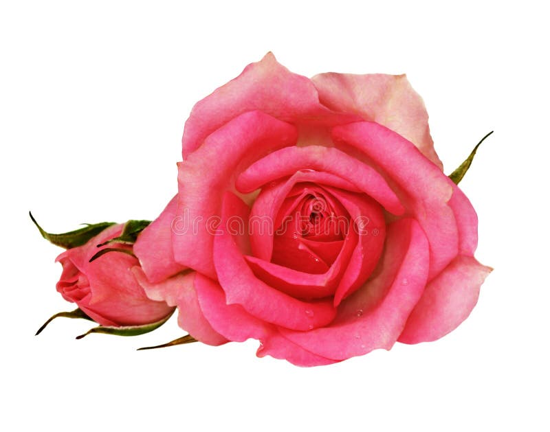 Pink rose flower stock images
