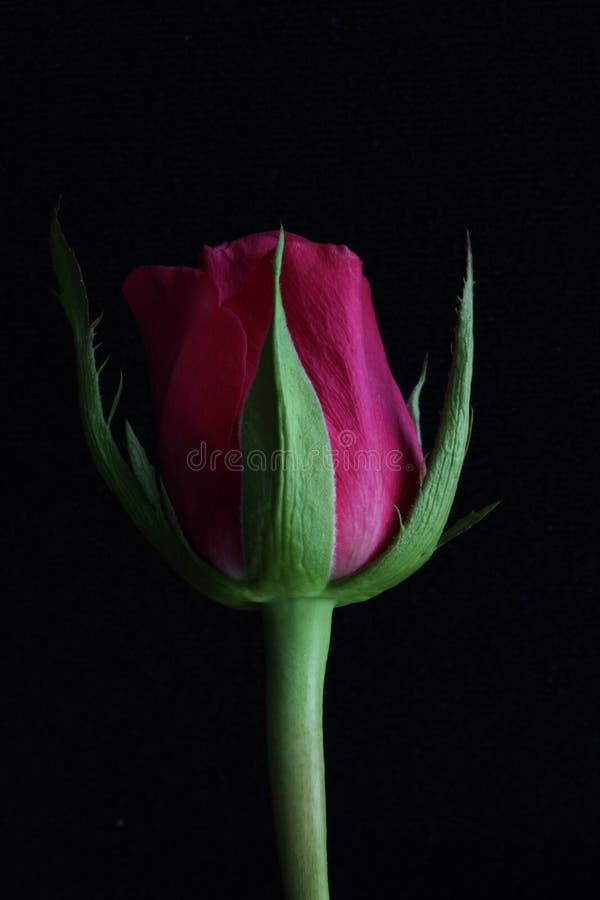 Pink rose flower with a green stem against a black background low key lighting rule of thirds