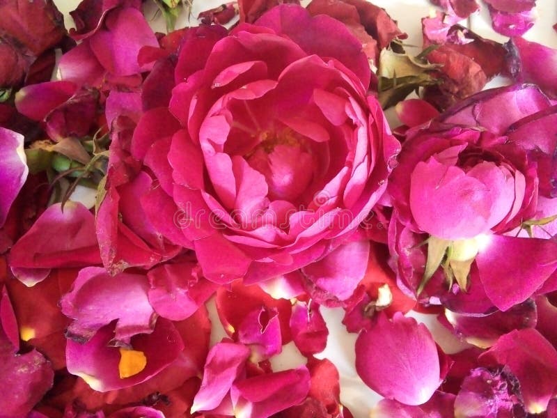 Pink Rose Flower Gulab Ka Phool Fresh Stock Image - Image of rose, flower:  205119505