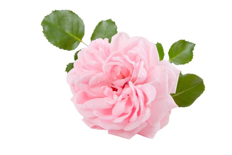 Pink Rose Flower Isolated On White Background Stock Photo Image Of