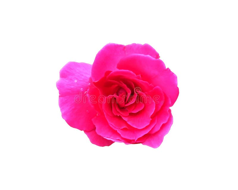 Pink Rose Flower Isolated On White Background Stock Image Image Of Light Fragrance 197297435