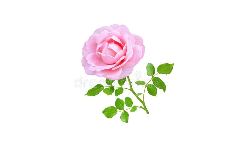 338 Flower Png Rose Stock Photos - Free & Royalty-Free Stock Photos From  Dreamstime