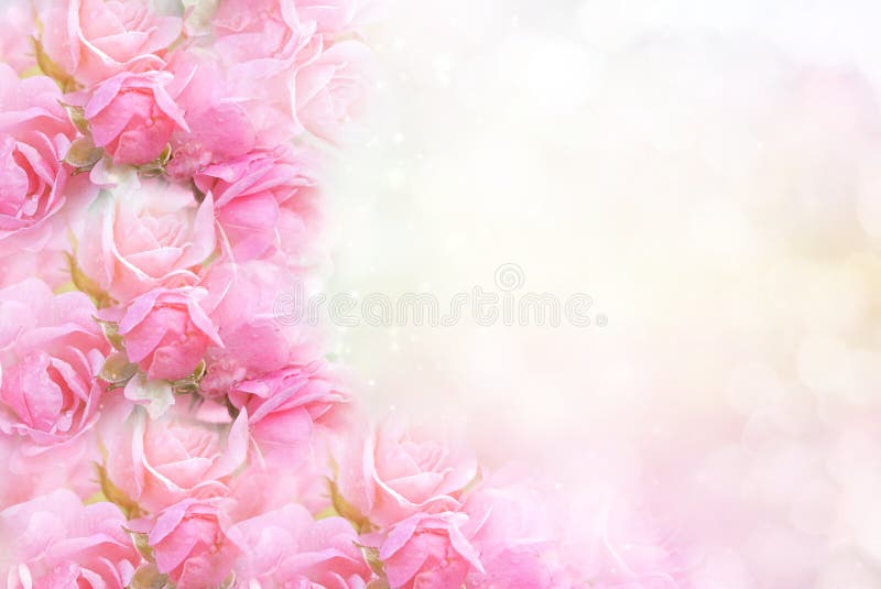 Pink Rose Flower Frame on Soft Bokeh Vintage Background for Valentine ...