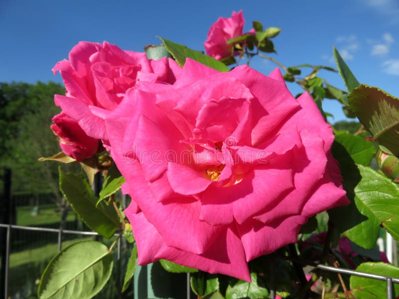 Pink Rose Flower in Spring in May Stock Photo Image of petal, green
