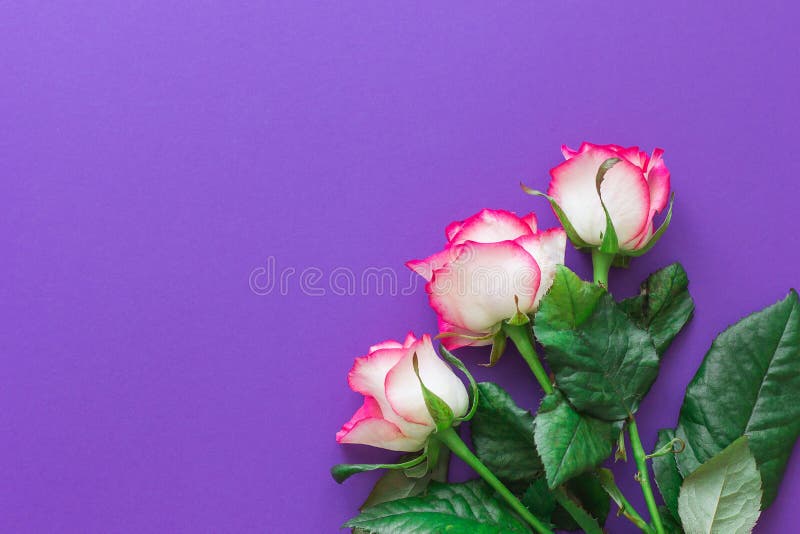Pink rose flower on a violet background top view. Horizontally