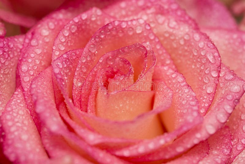 Pink Rose Flower with Water Drops. Water Drops on Rose Stock Photo