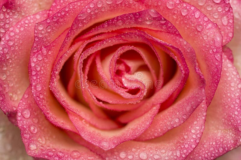Pink Rose Flower with Water Drops. Water Drops on Rose Stock Image