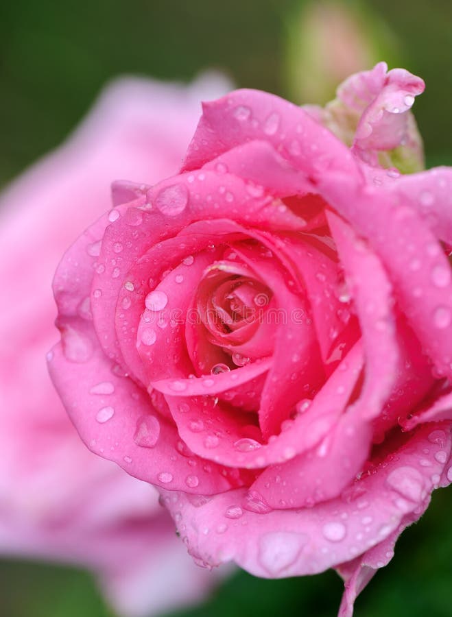 Pink Rose Flower with Water Drops. Stock Image Image of closeup, gift